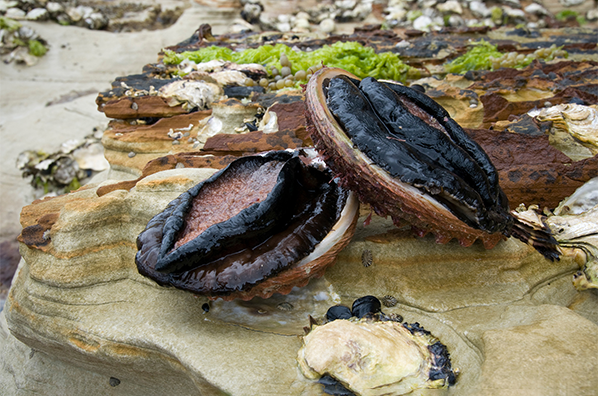 Black Lip Abalone