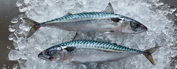 Spotted Mackerel